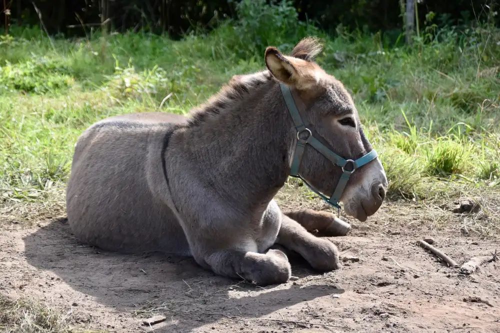 Dětská Bunda Zimní