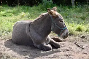 Dětská Bunda Zimní