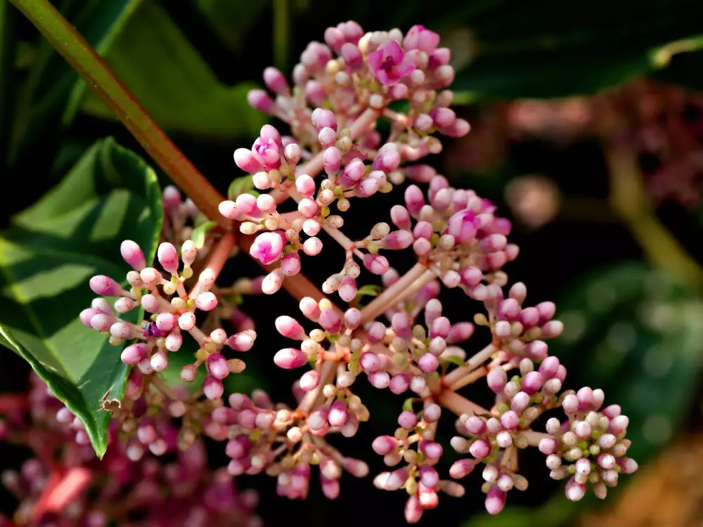 Medinilla